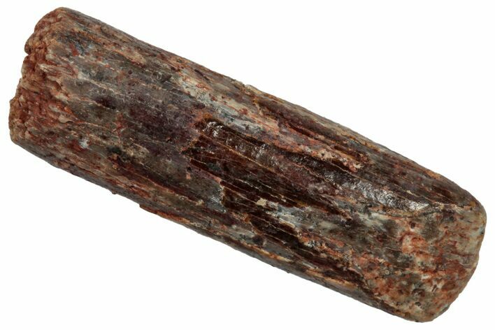 Unusual Sauropod Dinosaur (Nigersaurus?) Tooth - Morocco #332465